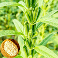 White Sesame Seeds for Planting | Benne Asian Til Garden Seed | 2025 Fast Shipping | Sesamum indicum
