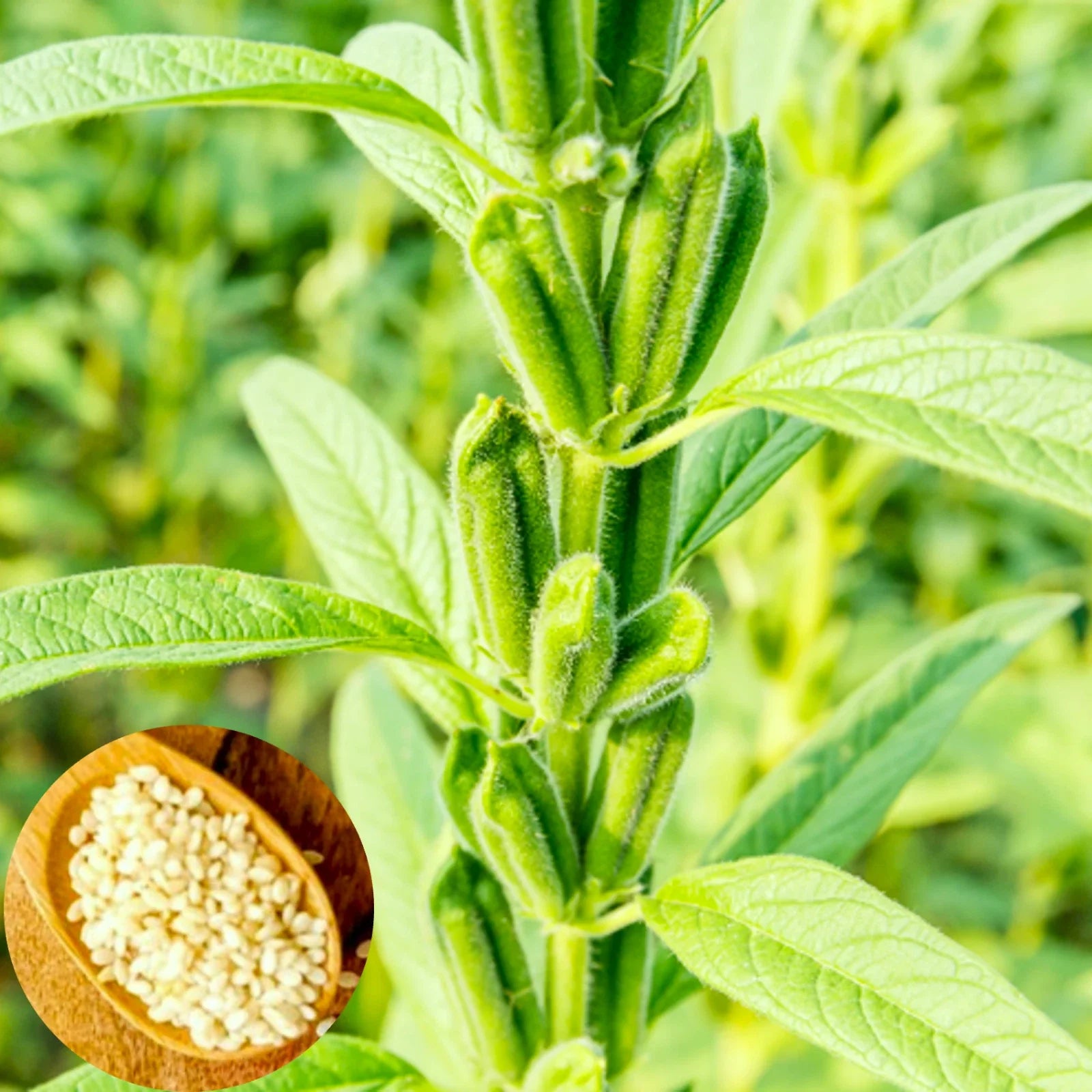 White Sesame Seeds for Planting | Benne Asian Til Garden Seed | 2025 Fast Shipping | Sesamum indicum