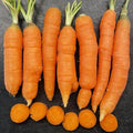Mokum Carrot Seeds - 1000+ Pack for Garden Planting - Daucus carota - USA Grown - Non-GMO