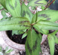 Vietnamese Coriander Plants - 5 Live 1’ Rau Ram - Rooted in Soil - Perfect for Culinary Use - Fresh Herb Gardening