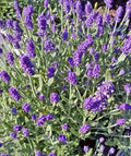 Lavender Plant Bare Root 3 Pack Sentenia Blue Lavandula Medium Growth Purple Flowers for Garden