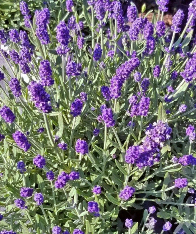 Lavender Plant Bare Root 3 Pack Sentenia Blue Lavandula Medium Growth Purple Flowers for Garden