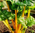 Golden Sunrise Swiss Chard Seeds | Yellow Silverbeet Vegetable | Beta vulgaris subsp. vulgaris