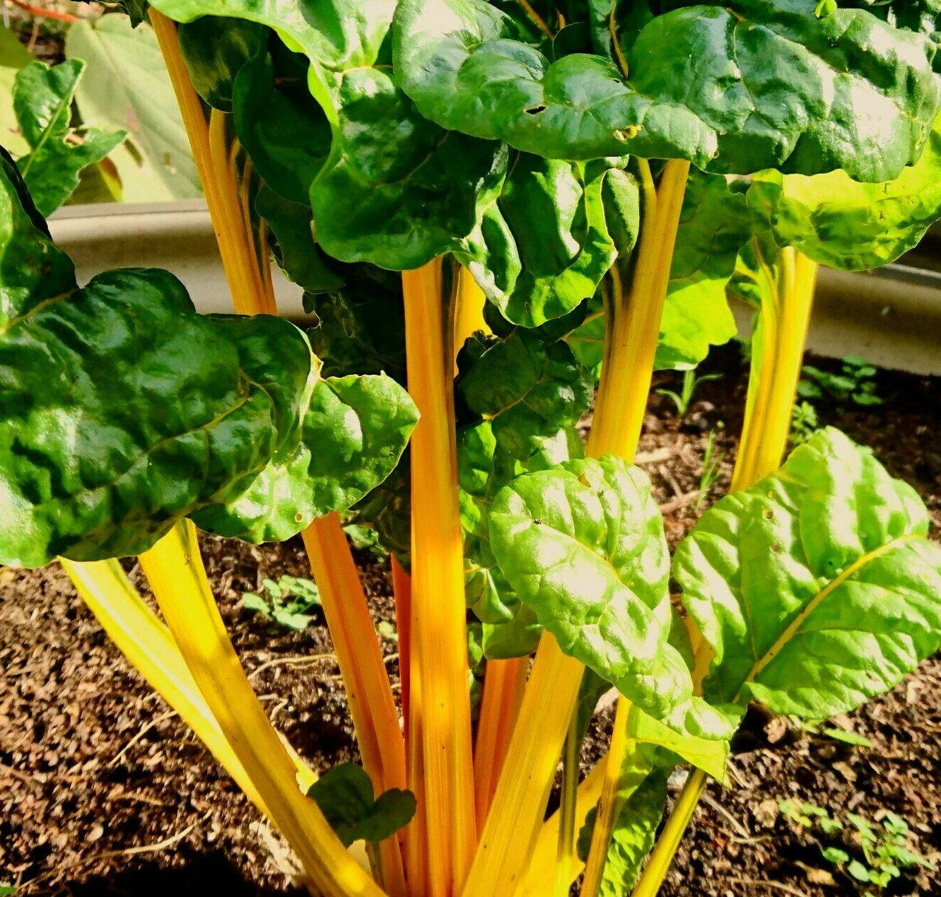 Golden Sunrise Swiss Chard Seeds | Yellow Silverbeet Vegetable | Beta vulgaris subsp. vulgaris