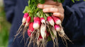 French Breakfast Radish Seeds - 500+ Pack - Garden Variety - Raphanus sativus - USA Grown, Non-GMO