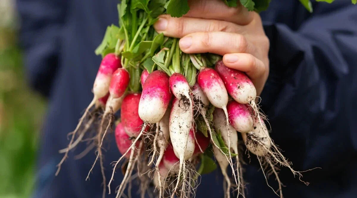 French Breakfast Radish Seeds - 500+ Pack - Garden Variety - Raphanus sativus - USA Grown, Non-GMO