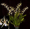 Orchid Plant Bratonia Phoenix Rising 'White Light' 3" Pot