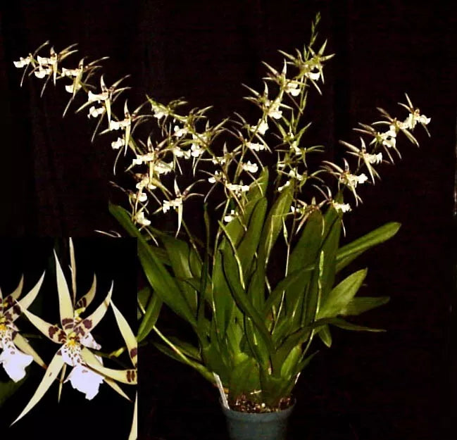 Orchid Plant Bratonia Phoenix Rising 'White Light' 3" Pot