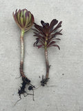 Rooted Succulent Plants - 2pcs Black Rose Aeonium Arboreum 'Zwartkop' - Drought-Tolerant Cactus - Indoor/Outdoor Decor