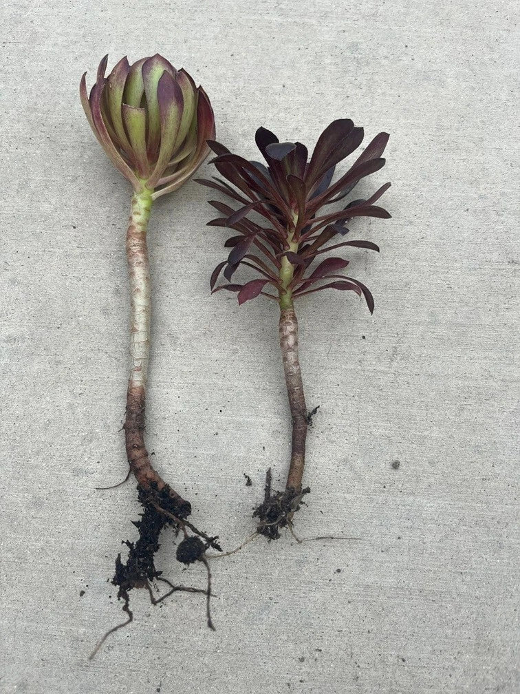 Rooted Succulent Plants - 2pcs Black Rose Aeonium Arboreum 'Zwartkop' - Drought-Tolerant Cactus - Indoor/Outdoor Decor