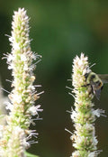 Purple Giant Hyssop Seeds (200 Seeds) - Stunning Wildflowers, Agastache spp. for Planting