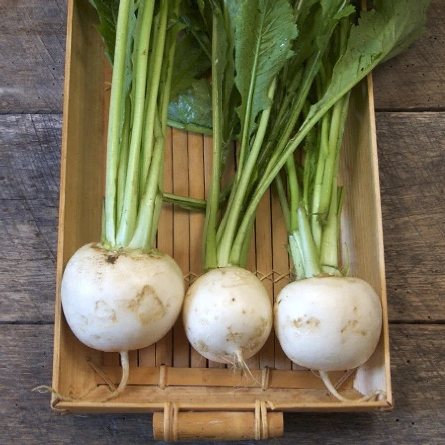 Turnip Seeds 500 Shogoin Japanese White Hakurei Asian Vegetable Plant - High-Yield Non-GMO Garden Seeds