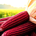 Ruby Corn Seeds - 100+ Rare Heirloom Seeds - Non-GMO Red Popcorn - Zea mays everta