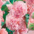 Double Pink Hollyhock Seeds - 25 Perennial Flower Seeds - Alcea rosea - US Seller