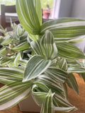 Wandering Jew Cuttings - 5 Pieces - Tradescantia Albiflora - Indoor Plant Propagation