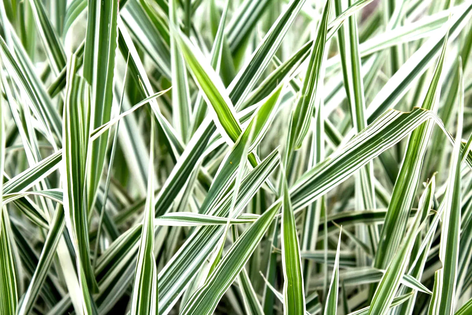 Ribbon Grass Plants - 10 Strawberry & Cream Root Divisions - Hardy Sun or Shade Ground Cover (Phalaris arundinacea)