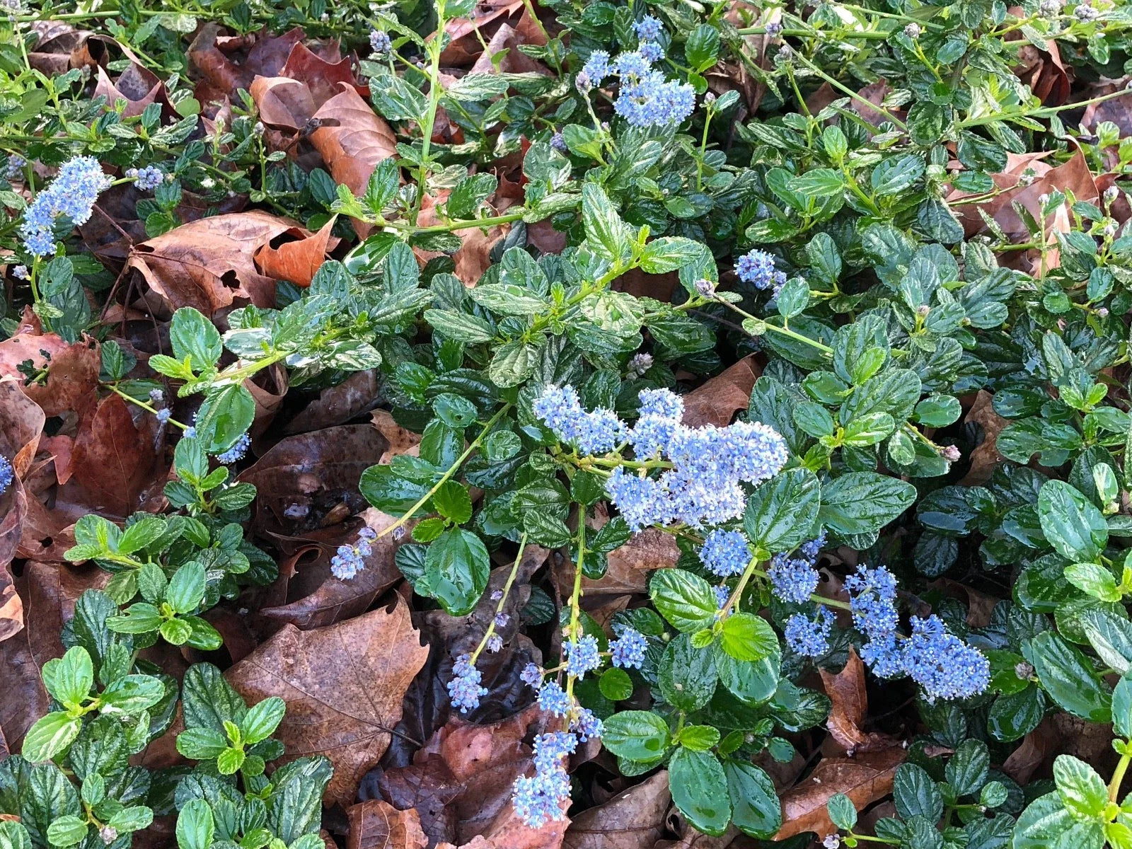 Organic Live Lilac Cuttings, California USA, Ceanothus Horizontalis, Fresh Garden Plants, Sustainable Gardening
