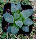Haworthia Pygmaea 2" Potted Plant - Rare Korean Hybrid Succulent