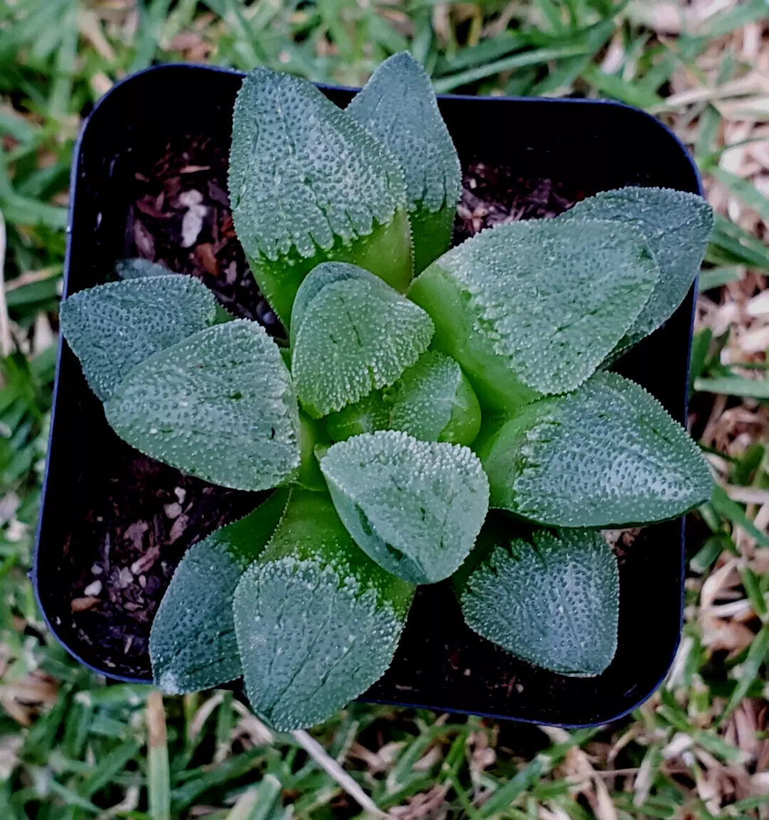 Haworthia Pygmaea 2" Potted Plant - Rare Korean Hybrid Succulent