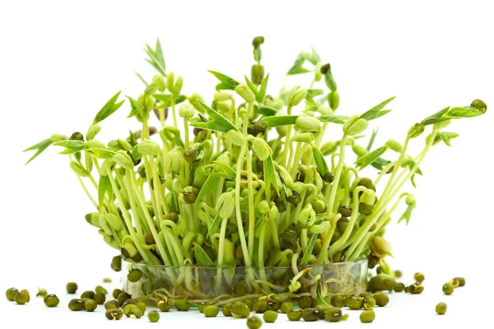 Mung Bean Seeds 2 oz Organic Edible Sprouts Vigna radiata