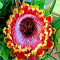 Queen Protea Seeds - Rare South African Woolly Beard Flower - Protea magnifica - 5 Pack