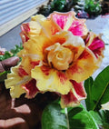 Desert Rose Plant Adenium Obesum Small Rooted Seedling 4-6 Inches - Venus Variety