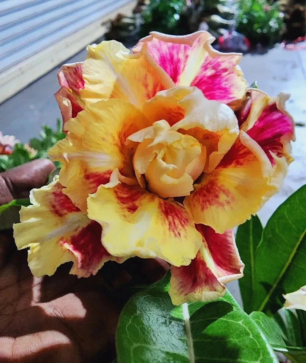 Desert Rose Plant Adenium Obesum Small Rooted Seedling 4-6 Inches - Venus Variety