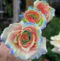 Rainbow Rose Seeds - 10 Perennial Flower Seeds - Colorful Bloom - Rosa spp. - US Seller