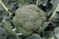 Godzilla Broccoli Seeds - Fresh Non-GMO Vegetable Seeds - Brassica oleracea