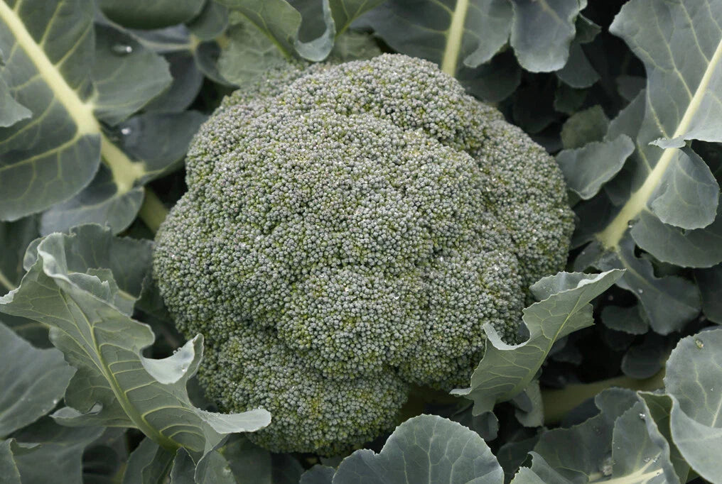 Godzilla Broccoli Seeds - Fresh Non-GMO Vegetable Seeds - Brassica oleracea