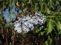 Blue Elderberry 50 Seeds, Sambucus Caerulea, Organic Blue Berries for Garden Planting, Edible Fruit Shrub