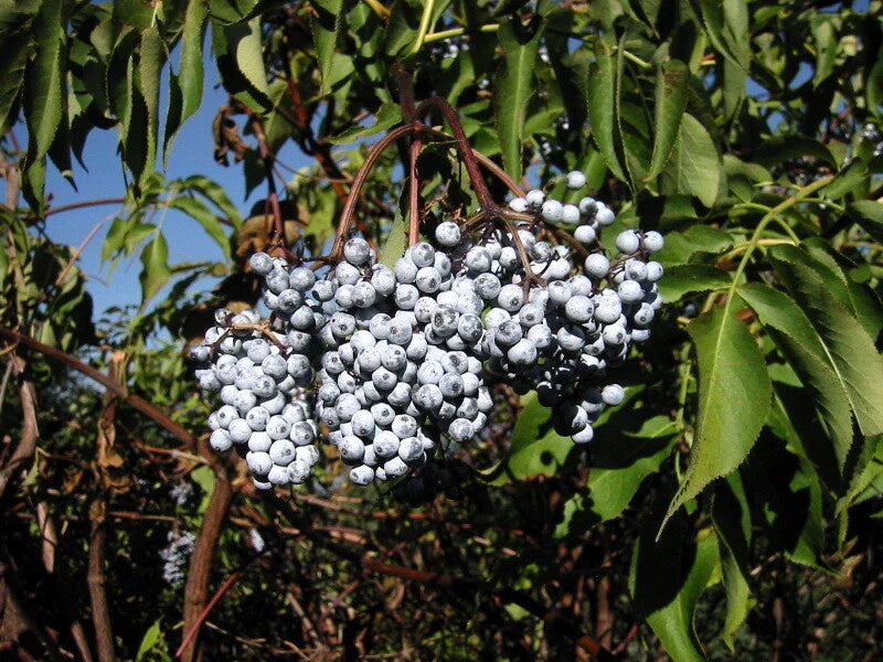 Blue Elderberry 50 Seeds, Sambucus Caerulea, Organic Blue Berries for Garden Planting, Edible Fruit Shrub