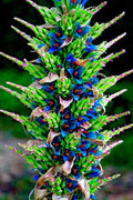 Sapphire Tower Seeds - 15 Rare Puya Seeds for Planting - Unique Succulent Variety