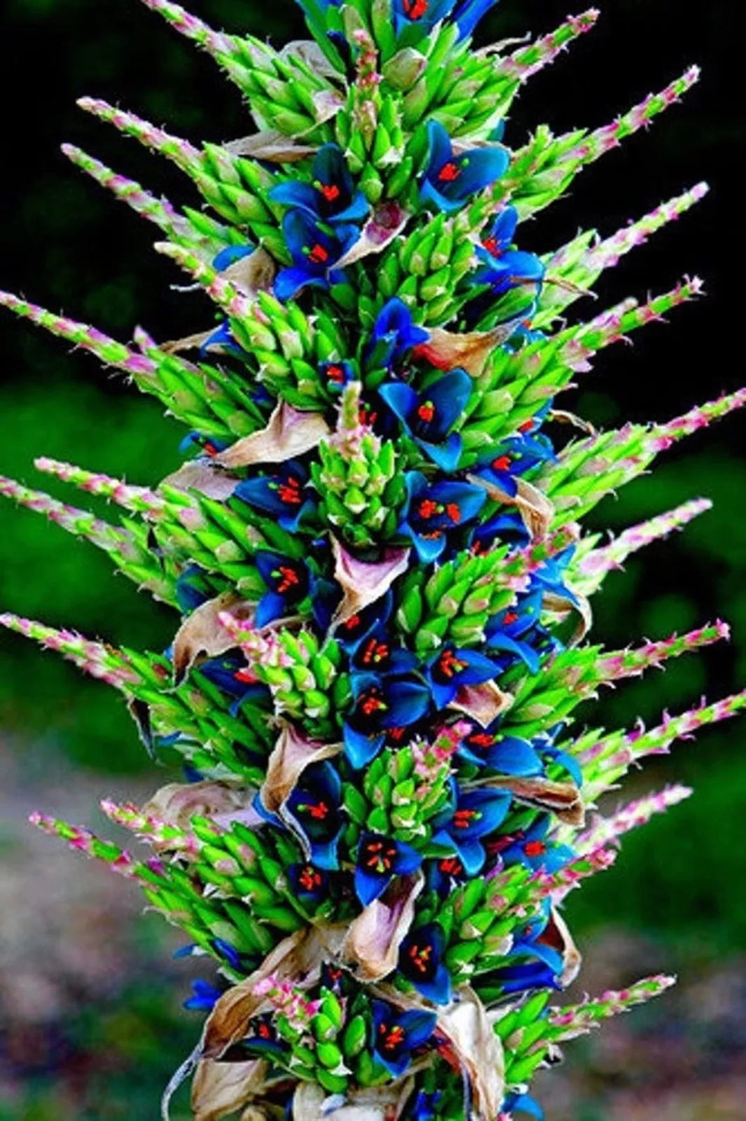 Sapphire Tower Seeds - 15 Rare Puya Seeds for Planting - Unique Succulent Variety