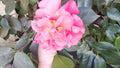 Large Light Red Camellia Blooms - Eight Stem Cuttings - Prolific Bloomer - Camellia japonica