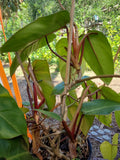 Philodendron Cutting 7-10 Inches Tall Red Emerald Philodendron erubescens