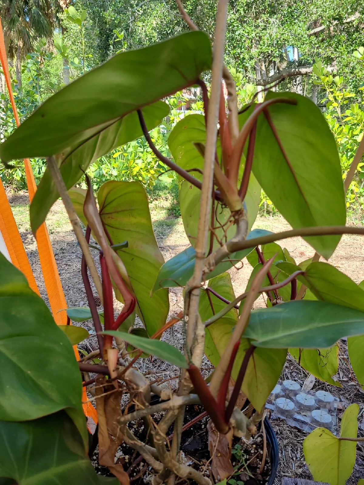 Philodendron Cutting 7-10 Inches Tall Red Emerald Philodendron erubescens