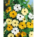 Thunbergia Alata Black Eyed Susan Vine Seeds - 15 Seed Pack for Garden Planting