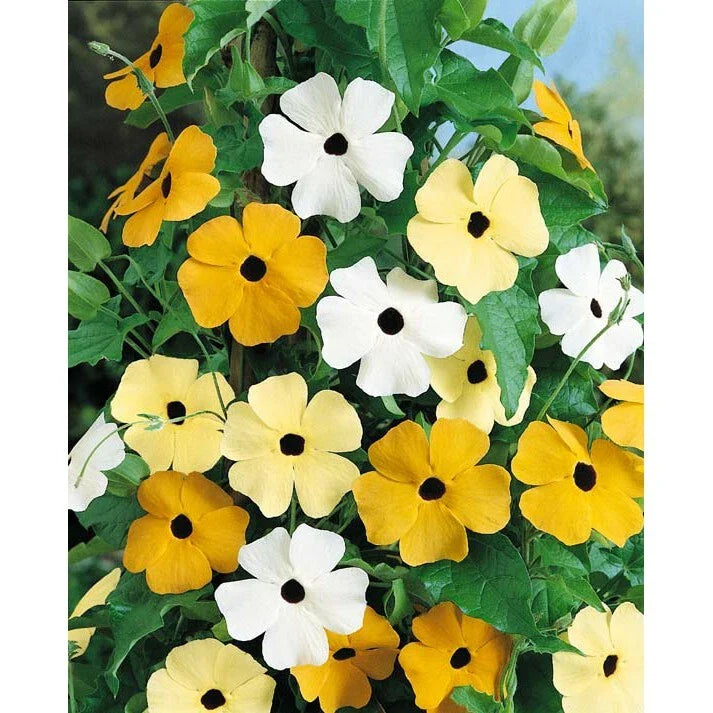Thunbergia Alata Black Eyed Susan Vine Seeds - 15 Seed Pack for Garden Planting