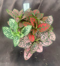 Polka Dot Plant 3" Pot Pink Hypoestes Rooted Houseplant
