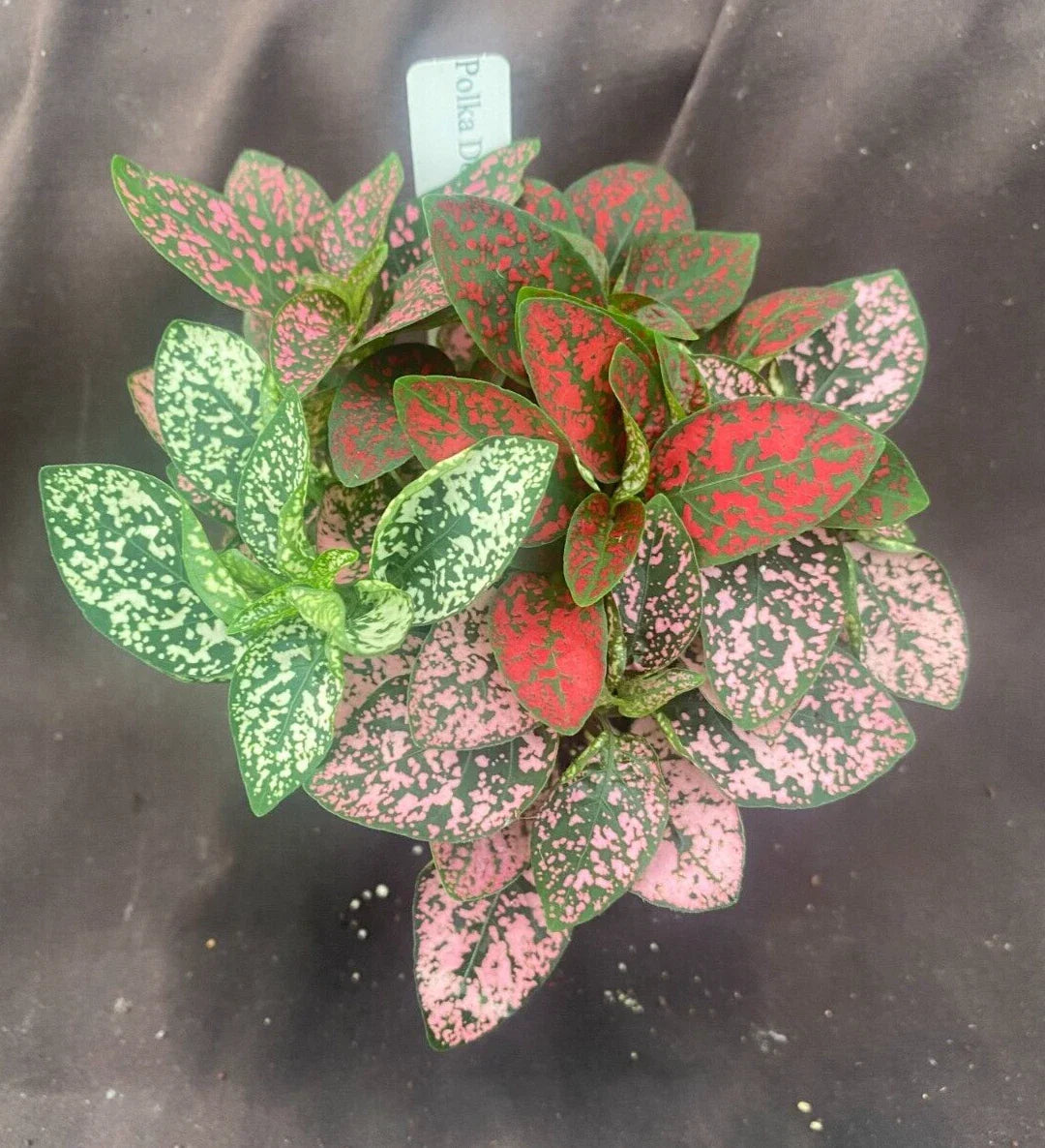 Polka Dot Plant 3" Pot Pink Hypoestes Rooted Houseplant