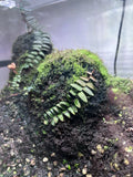 Marcgravia Umbellata "Red" Vine Cutting - Rare Dart Frog Safe Terrarium Plant for Indoor Gardening