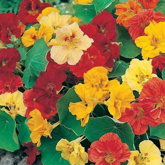 Nasturtium Seeds Dwarf Jewel Mix - Non-GMO Edible Flower Seeds for Gardens - 25 Seeds (Tropaeolum majus)