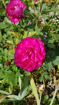 Frilly Rose Cuttings - 3 Almost Purple Live Fresh Plants - Rosa spp.