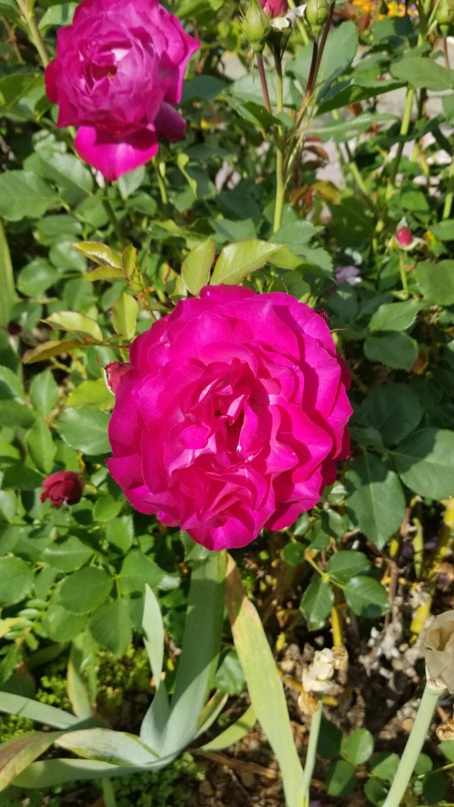 Frilly Rose Cuttings - 3 Almost Purple Live Fresh Plants - Rosa spp.