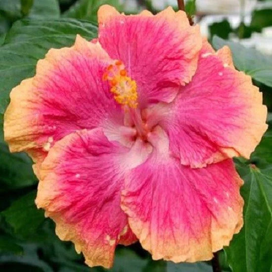 Hibiscus Seeds - 20 Pack Pink Orange Perennial Tropical Flowers - Hibiscus rosa-sinensis