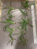 Spider Plant Starter Pack - 10 Ready to Root Plants, Easy Care Indoor Air Cleaner - Chlorophytum comosum