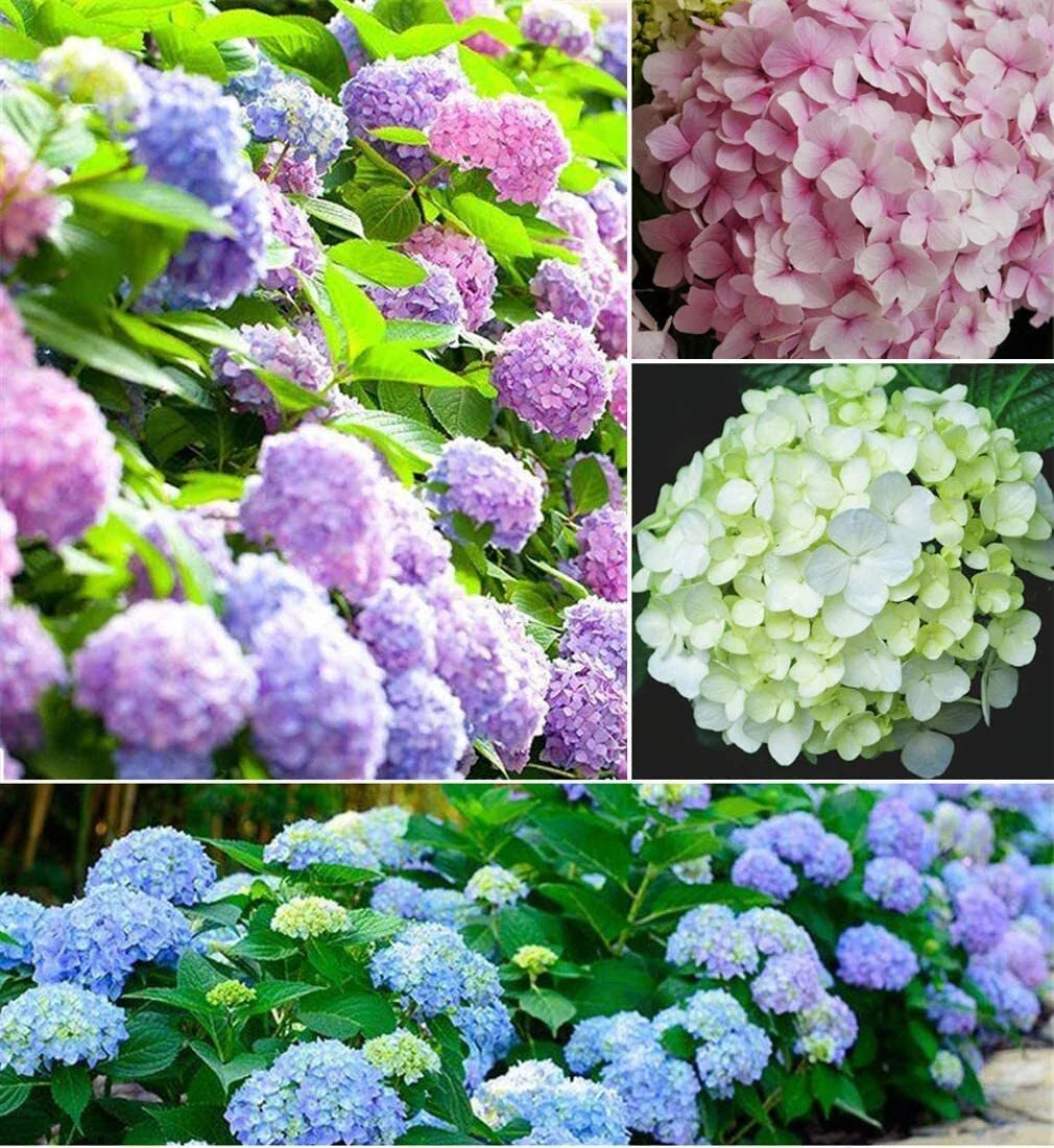 Hydrangea Flower Seeds - Mixed Color (30+ Seeds) - Easy to Grow, Large Colorful Blooms - Hydrangea macrophylla