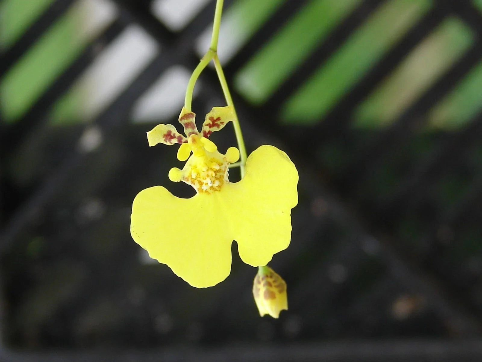 Oncidium Prionochilum Bloom Size Bare Root Plants - 15+ Oncidium Species for Orchid Collectors