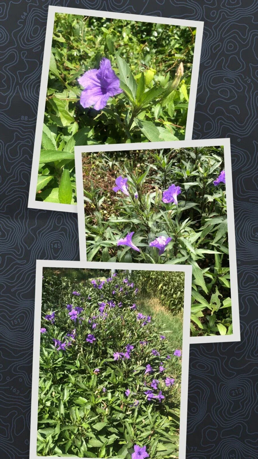 Live Bare Rooted Mexican Petunia Plants - 5 Pack (Ruellia simplex) - Hardy Perennial Flowering Plants for Gardens